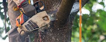 Best Leaf Removal  in Palmyra, NJ