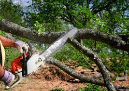 Reliable Palmyra, NJ Tree Services Solutions